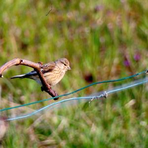 Eurasian Linnet