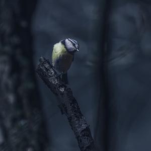 Blue Tit