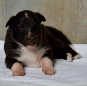 Shetland Sheepdog