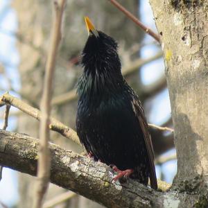 Common Starling