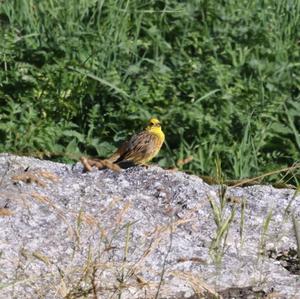 Yellowhammer