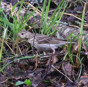 Tree Pipit