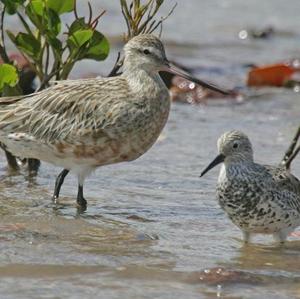 Great Knot