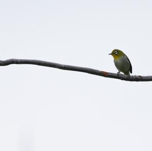 Oriental White-eye