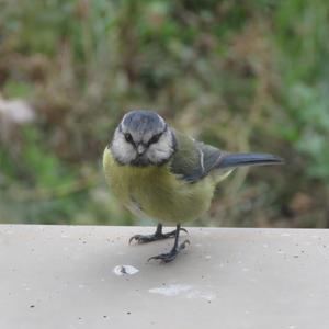 Blue Tit