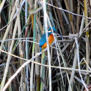 Common Kingfisher