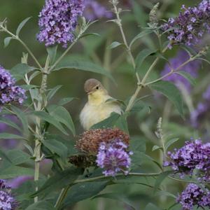 Melodious Warbler