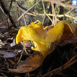 Chanterelle, Common