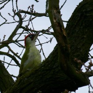 Eurasian Green Woodpecker