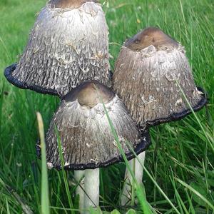 Shaggy Mane