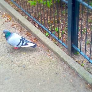 Rock Pigeon