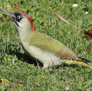 Eurasian Green Woodpecker