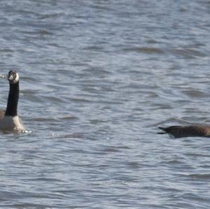 Canada Goose