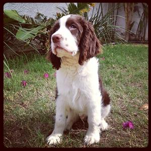 Spaniel (English Springer)