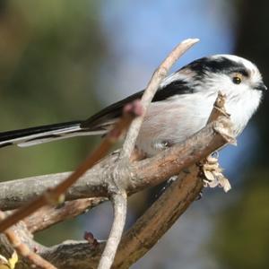 Long-tailed Tit