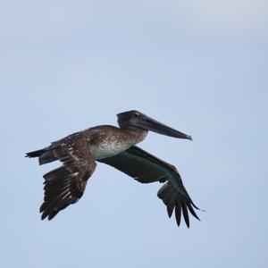 Brown Pelican