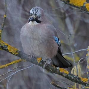 Eurasian Jay