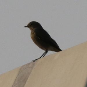 Black Redstart