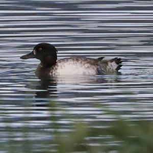 Greater Scaup