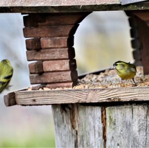 Eurasian Siskin