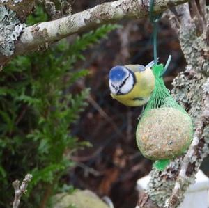 Blue Tit