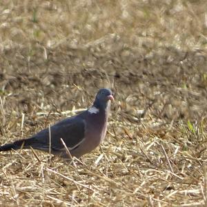 Common Wood-pigeon