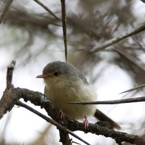 Grey Wren-warbler