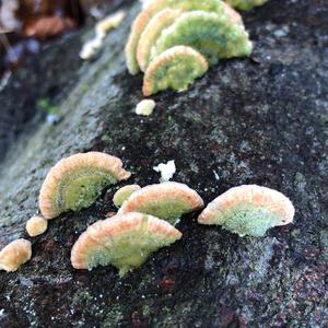 Gill Polypore