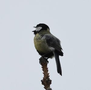 Great Tit