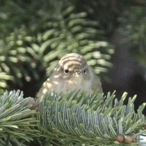 Common Chiffchaff