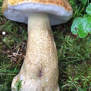 Bitter Bolete