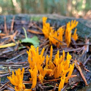 Farbenfreudige Wiesenkoralle