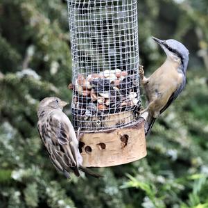 Wood Nuthatch