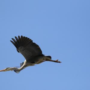 Grey Heron