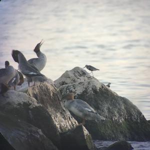 Common Merganser