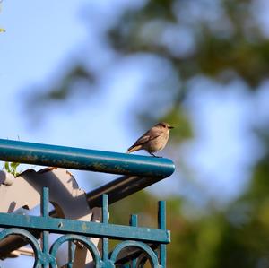 Black Redstart