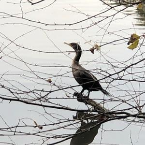 Neotropic Cormorant