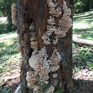 Eastern Cauliflower Mushroom