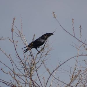 Common Raven