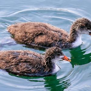 Common Coot