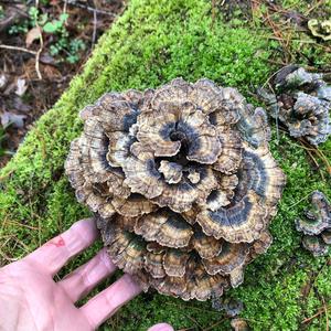 Turkey-tail