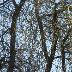 Eurasian Bullfinch