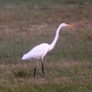 Great Egret