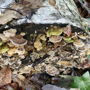 Turkey-tail