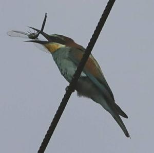 European Bee-eater