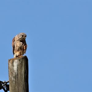 Common Kestrel