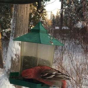 Pine Grosbeak