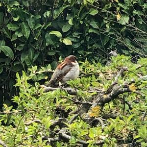 House Sparrow