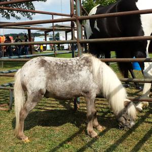 Shetland Pony