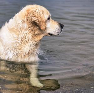 Retriever (Golden)